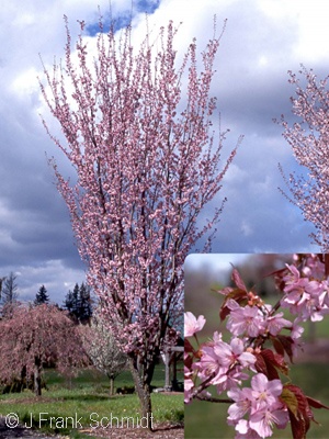 PRUNUS SARGENTII COLUMNARIS