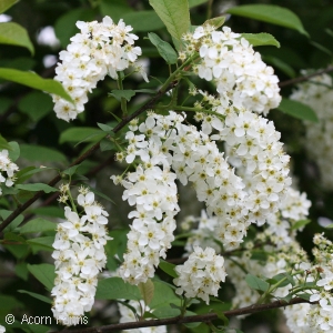 PRUNUS PAD SUMMER GLOW