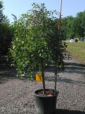 SALIX CAPREA PENDULA