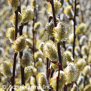 SALIX CAPREA