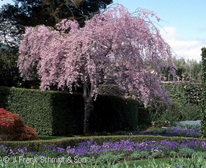 PRUNUS SUB PEN PLENA ROSEA