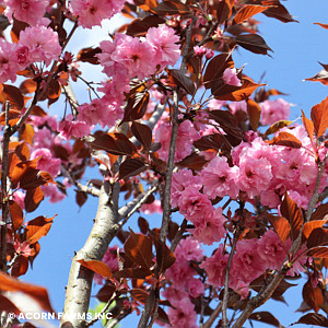 PRUNUS SER ROYAL BURGUNDY