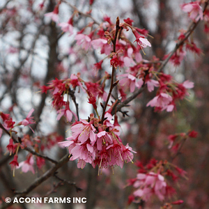 PRUNUS CAMPANULATA OKAME