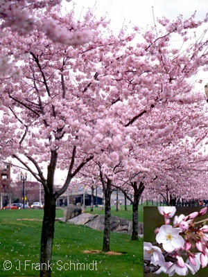 PRUNUS AKEBONO