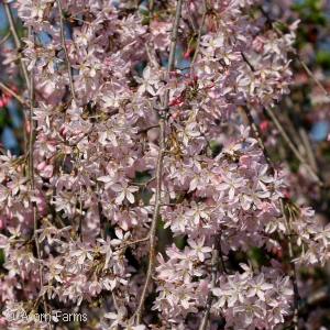 PRUNUS PINK SNOW SHOWERS