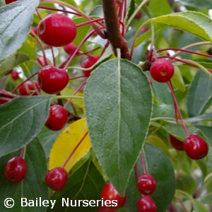 MALUS STARLITE
