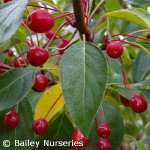 MALUS STARLITE