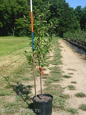 PRUNUS MONTMORENCY