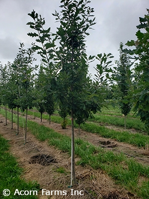 QUERCUS PRAIRIE STATURE