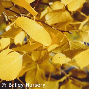 POPULUS TREMULOIDES