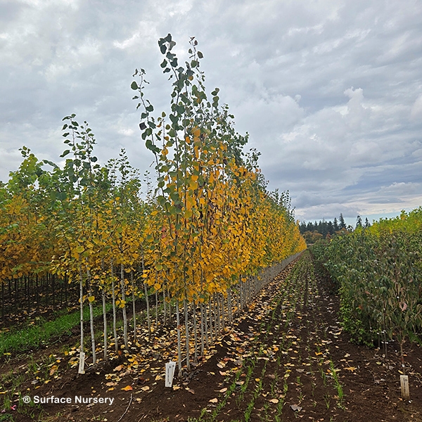 POPULUS TRE DANCING FLAME