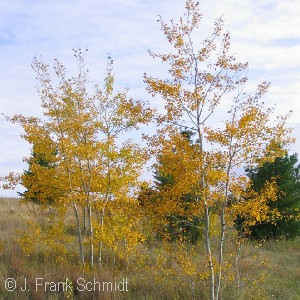 POPULUS TRE PRAIRIE GOLD