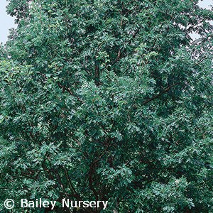 Quercus alba - White Oak - Pennsylvania native tree