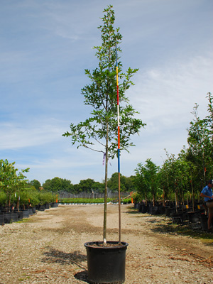 QUERCUS PAL PACIFIC BRILLIANCE