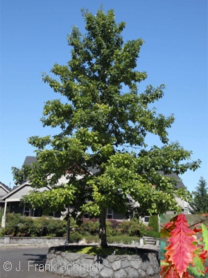 QUERCUS BICOLOR