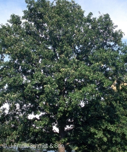 Quercus macrocarpa - Bur Oak - Pennsyvania native tree