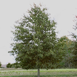 Quercus palustris - Pin Oak - Pennsylvania native tree