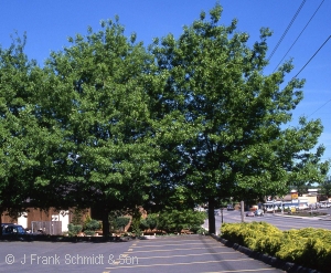 Quercus coccinea - Scarlet Oak - Pennsyvania native tree