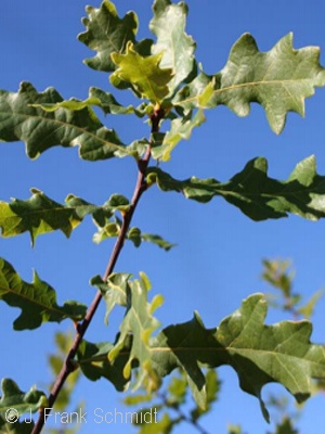 QUERCUS ROB ROSEHILL