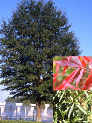 Quercus phellos - Willow Oak - Pennsyvania native tree
