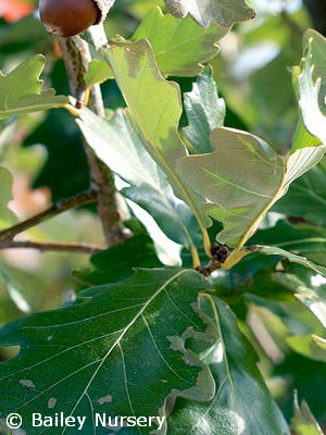 QUERCUS ROB HERITAGE