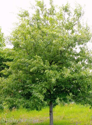 QUERCUS ELL MAJESTIC SKIES