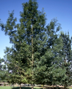 Quercus shumardii - Shumard Oak - Pennsyvania native tree
