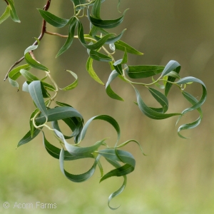 SALIX MAT SCARLET CURLS