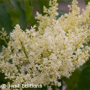 SYRINGA RET SNOWDANCE