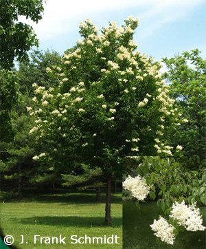 SYRINGA PEK GREAT WALL