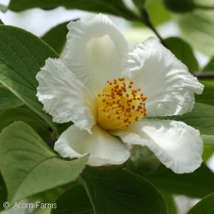 STEWARTIA PSEUDOCAMELLIA