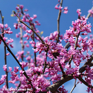 CERCIS CANADENSIS MN STRAIN