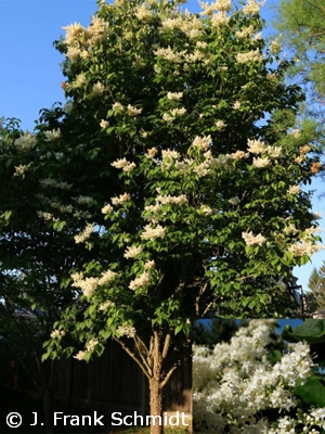 SYRINGA RET IVORY SILK