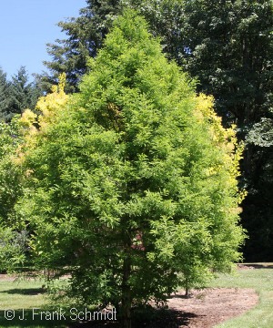 TAXODIUM DIS GREEN WHISPER