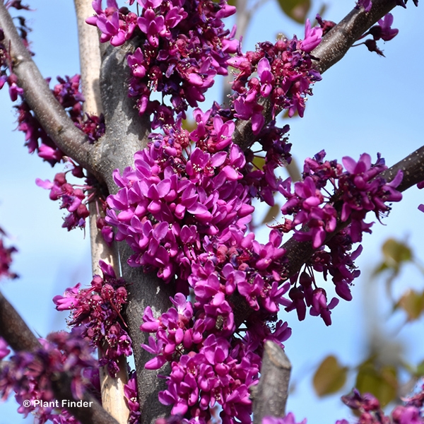 CERCIS CAN OKLAHOMA SPARKLER