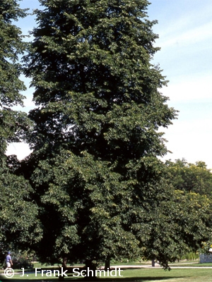 TILIA COR GLENLEVEN