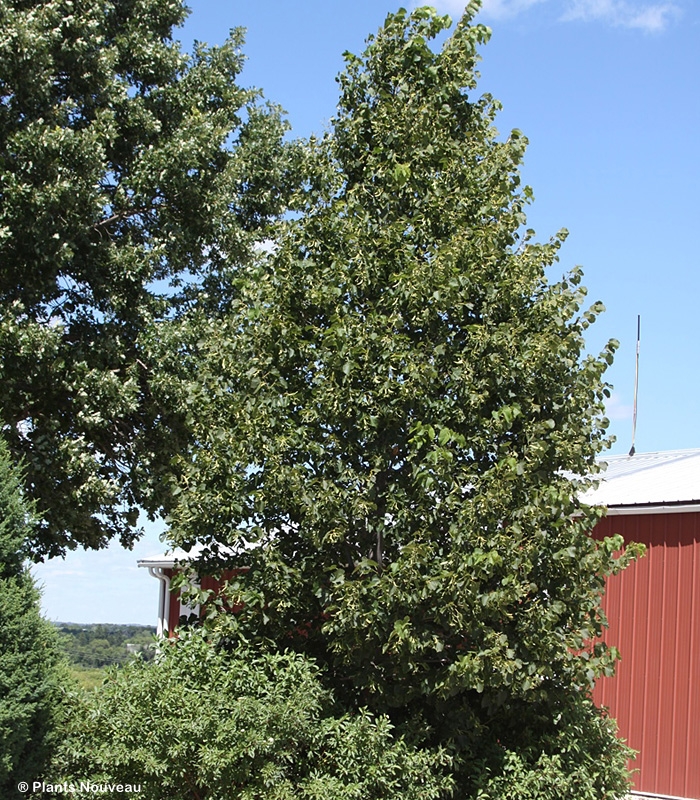 TILIA AME SWEET STREET