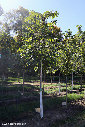 CARYA ILLINOINENSIS