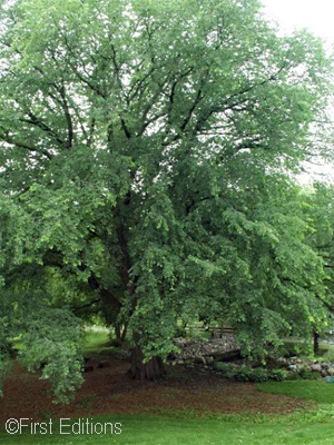 ULMUS AME ST CROIX