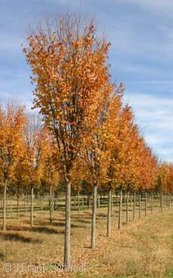 ZELKOVA SER MUSASHINO