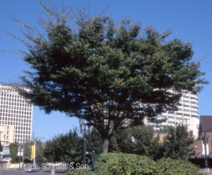 ZELKOVA SER GREEN VASE