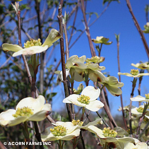 CORNUS FLO SUPER PRINCESS