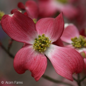 CORNUS FLO CHEROKEE BRAVE