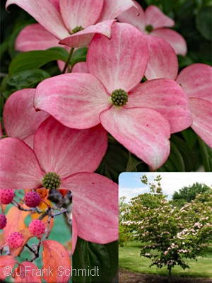 CORNUS KOUSA HEART THROB