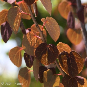 CERCIDIPHYLLUM JAP RED FOX