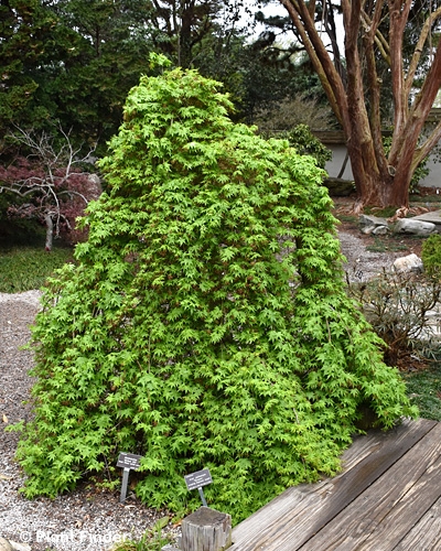 ACER PAL RYUSEN