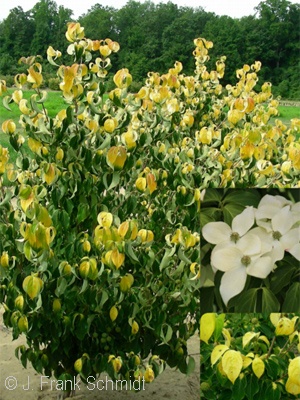 CORNUS KOUSA CHAMPIONS GOLD