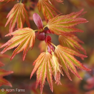 ACER PAL ORANGE DREAM