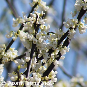 CERCIS CAN ROYAL WHITE