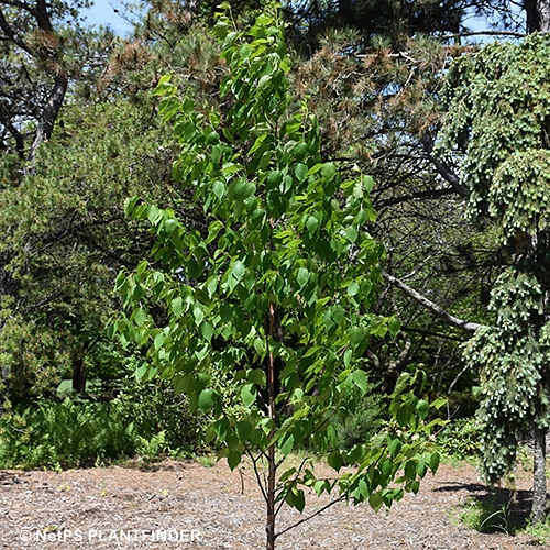BETULA PAP REN OASIS